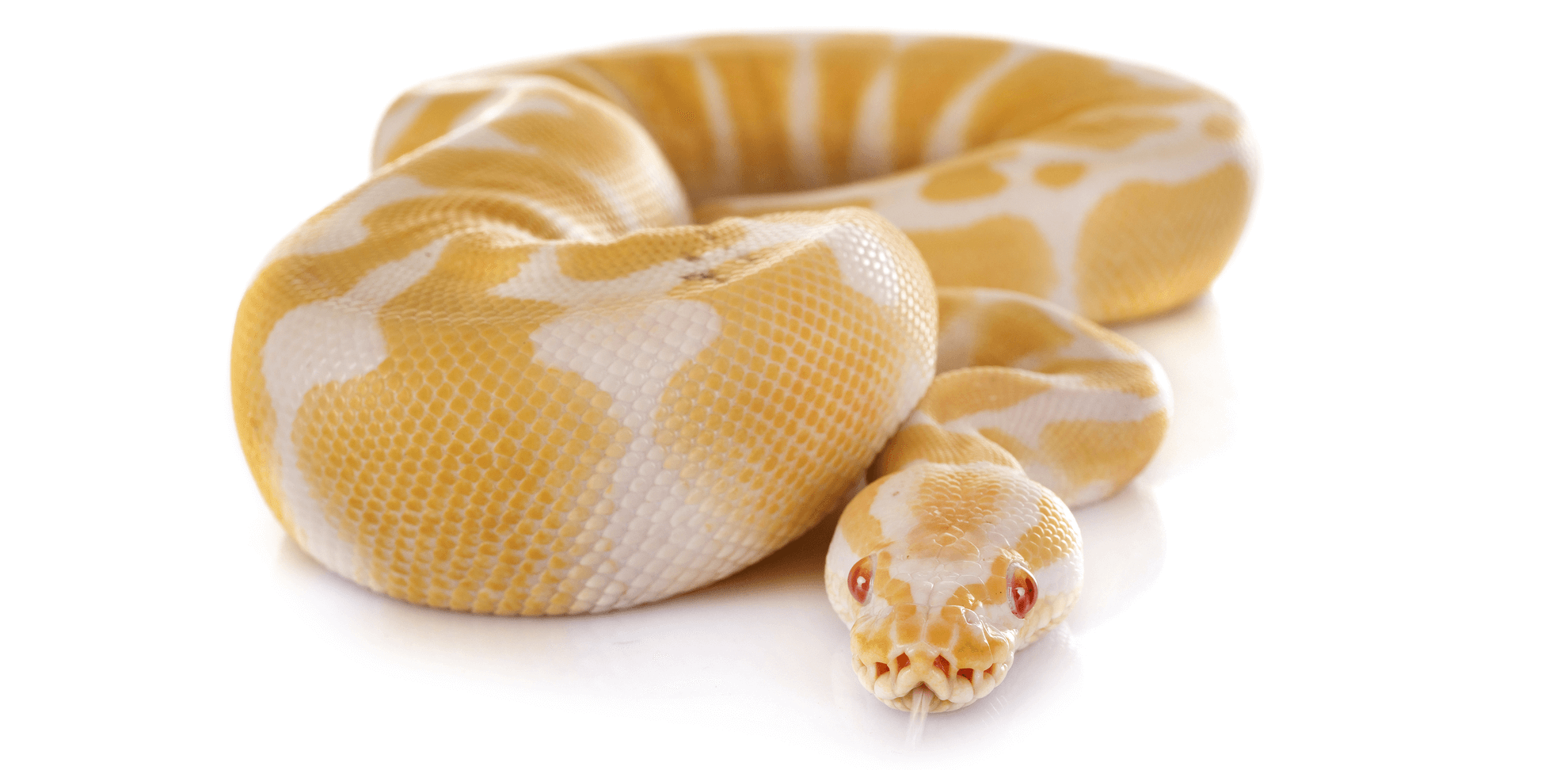 Are Snakes Truly Content as Pets? Understanding Their Needs