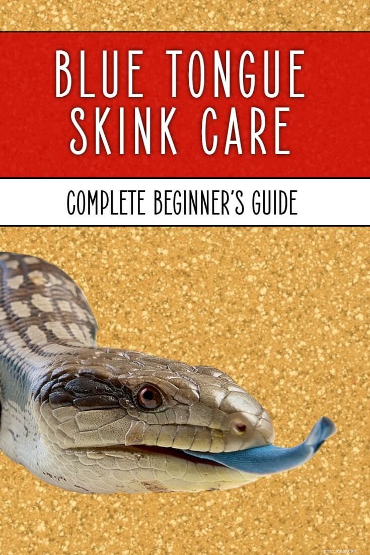 Comprehensive Guide to Caring for Blue Tongue Skinks