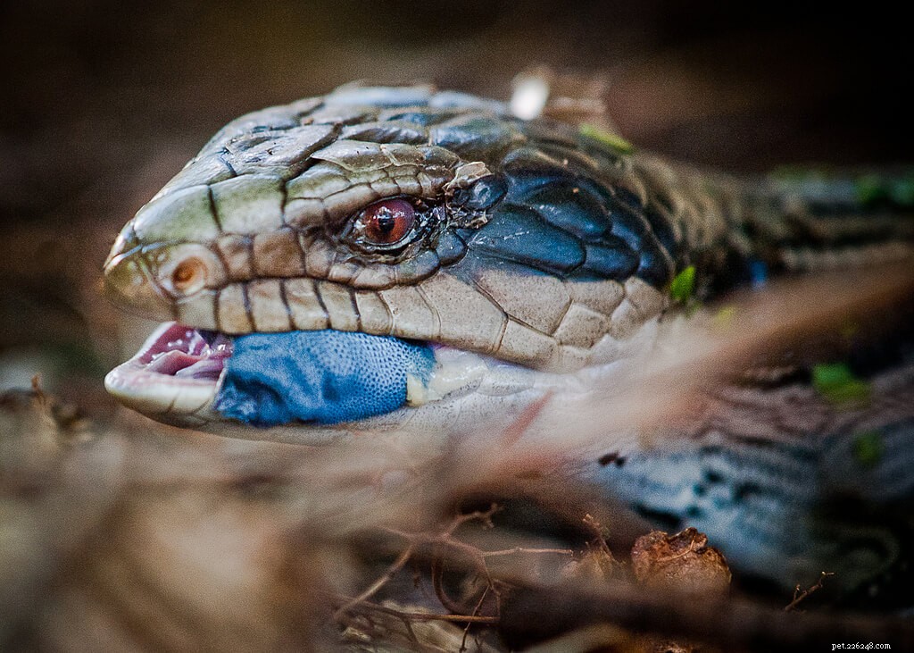 Comprehensive Guide to Caring for Blue Tongue Skinks