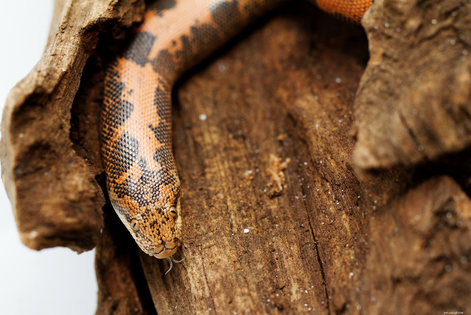 Kenyan Sand Boa Care Guide: Habitat, Feeding, and Handling Tips