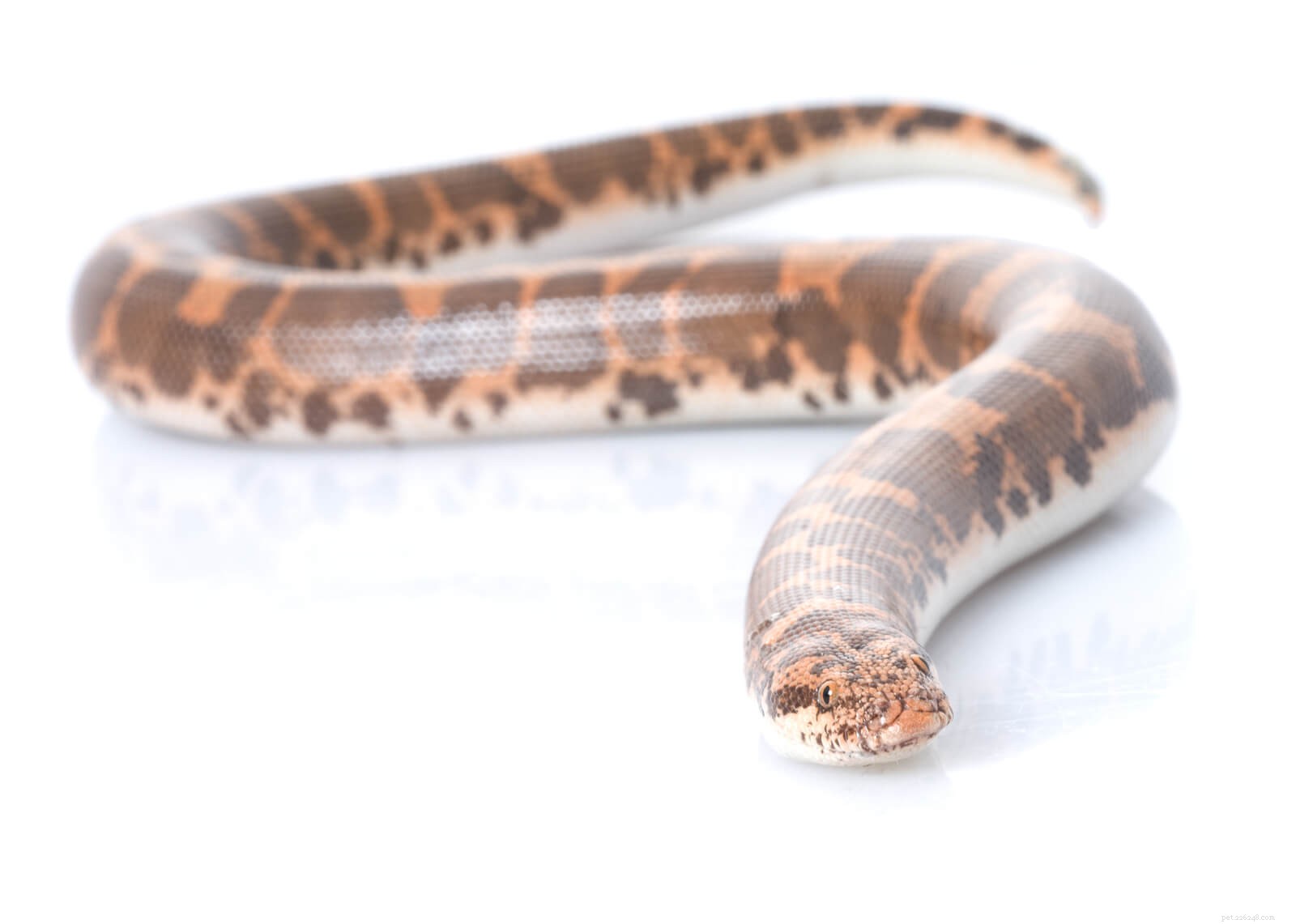 Kenyan Sand Boa Care Guide: Habitat, Feeding, and Handling Tips