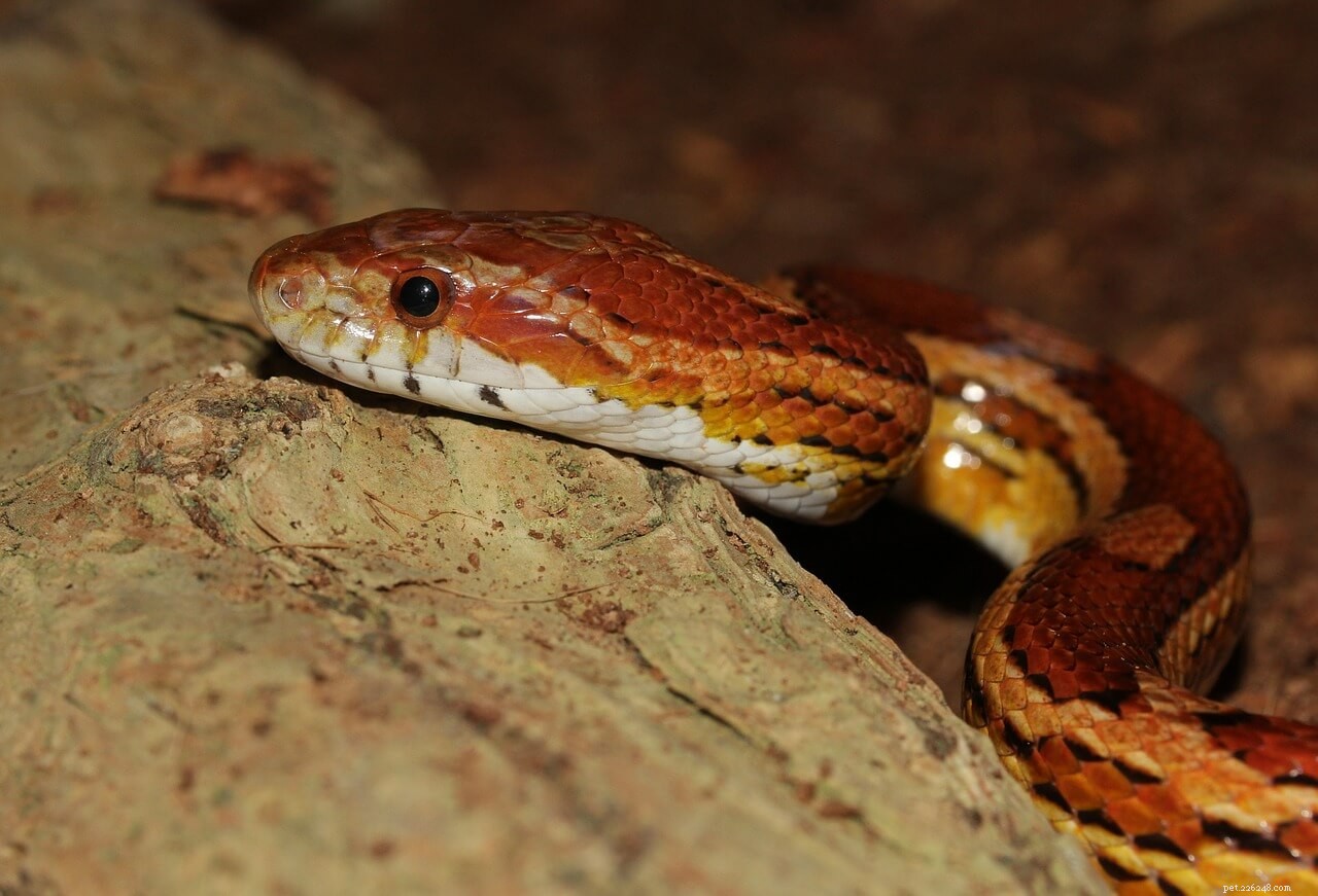 Corn Snake Lifespan: Expert Insights on Captive Longevity
