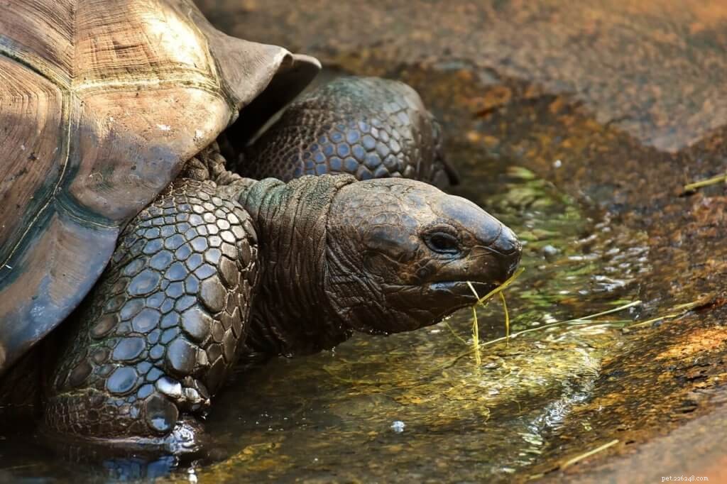 Keep Your Reptiles Safe While You Vacation: Expert Care Tips