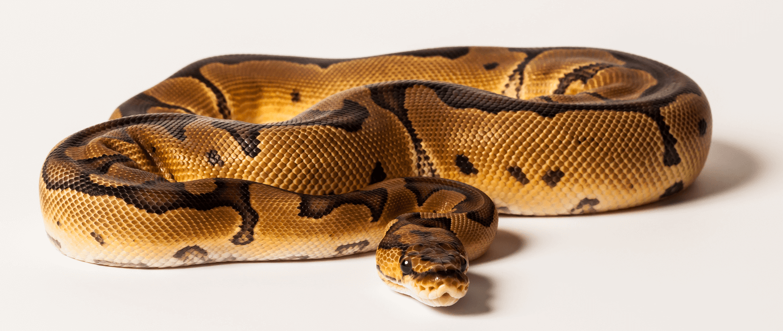 Spider Ball Pythons: Comprehensive Care & Health Guide