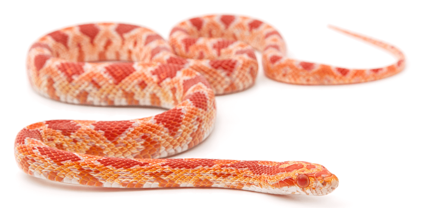 Are Corn Snakes Safe? Understanding Their Bite Risk