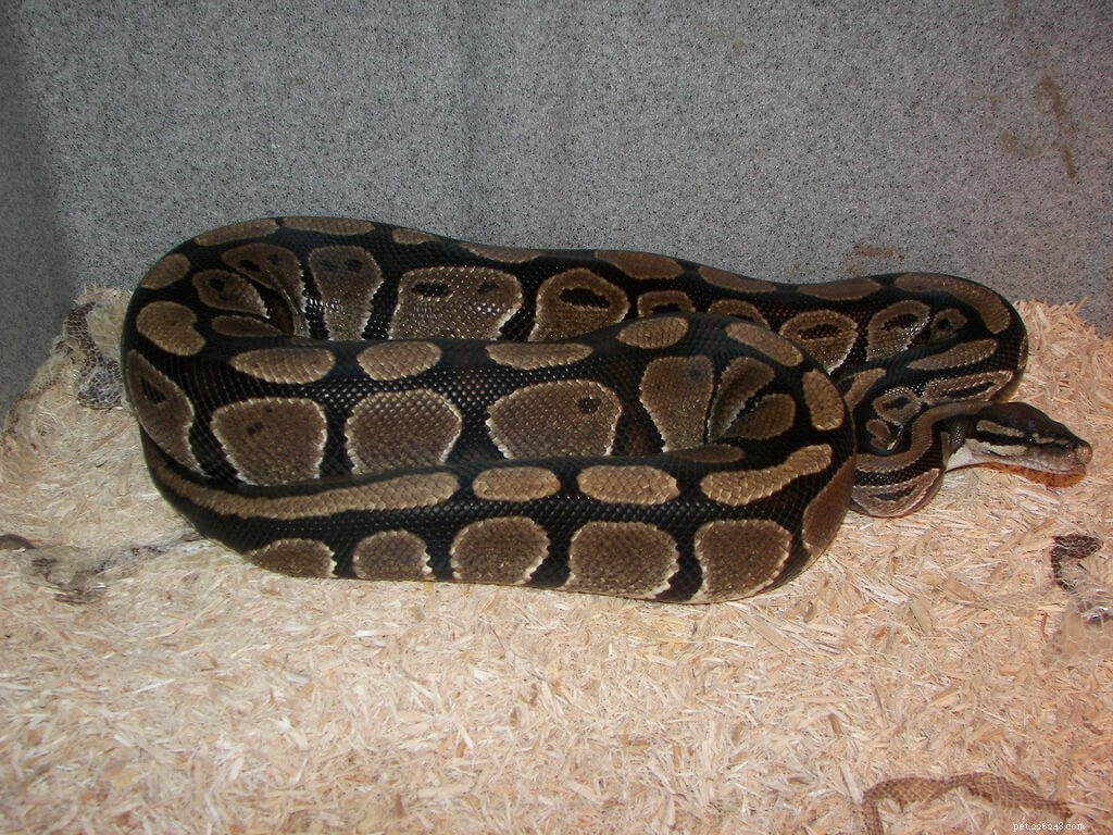 Optimal Feeding Guide for Ball Pythons: Best Practices & Tips