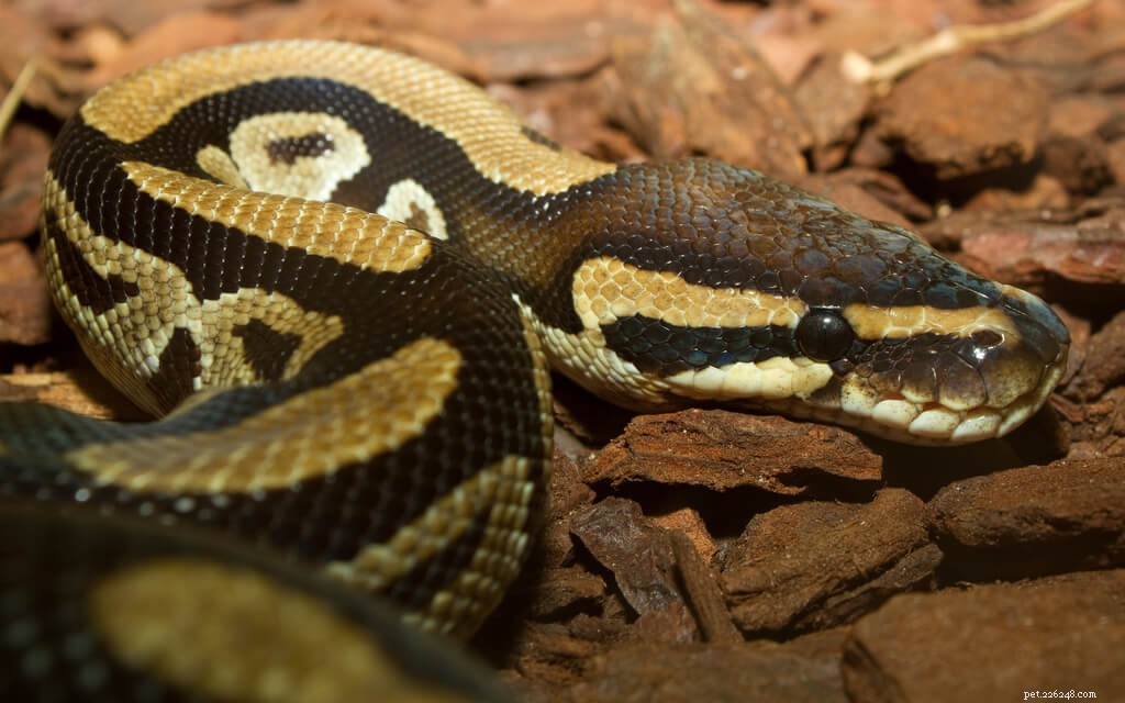 Optimal Feeding Guide for Ball Pythons: Best Practices & Tips