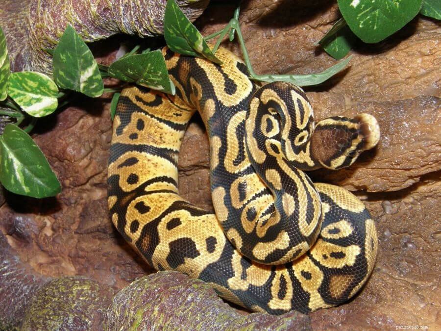 Optimal Feeding Guide for Ball Pythons: Best Practices & Tips