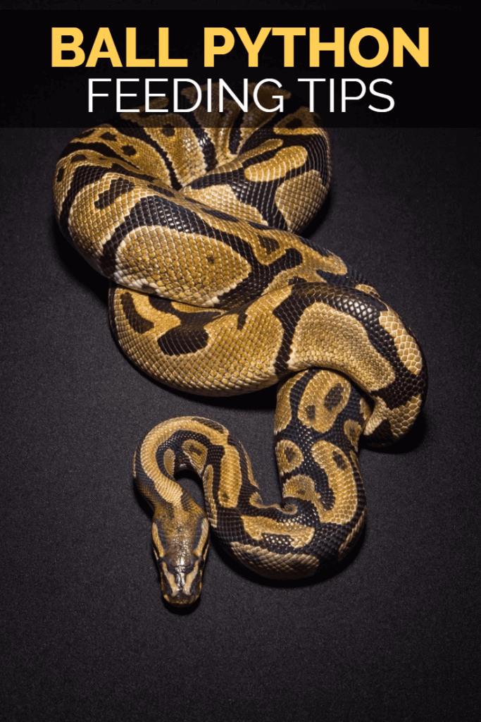 Optimal Feeding Guide for Ball Pythons: Best Practices & Tips