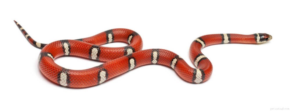 Milk Snake Care Guide: Expert Tips & Breeding Success