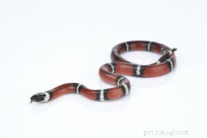Milk Snake Care Guide: Expert Tips & Breeding Success