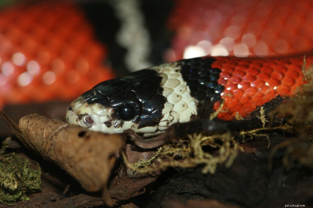 Milk Snake Care Guide: Expert Tips & Breeding Success