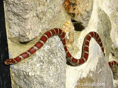Milk Snake Care Guide: Expert Tips & Breeding Success