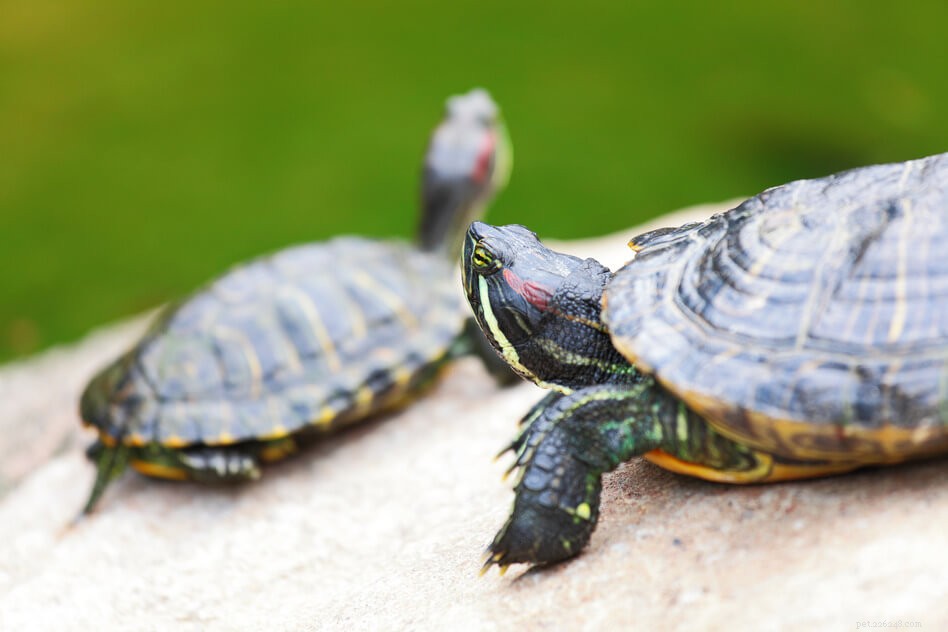 A Comprehensive Guide to Caring for Terrapins at Home