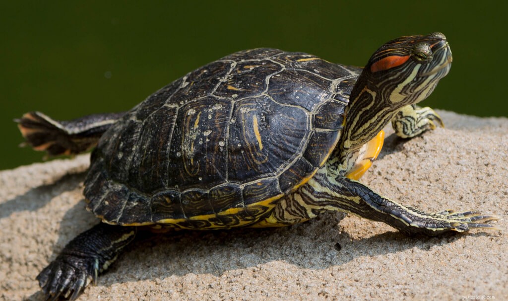 A Comprehensive Guide to Caring for Terrapins at Home