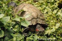 A Comprehensive Guide to Caring for Terrapins at Home