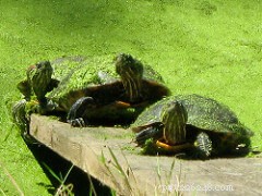 A Comprehensive Guide to Caring for Terrapins at Home