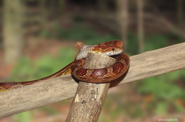 Ultimate Guide to Corn Snake Enclosures: Safety, Comfort, and Longevity
