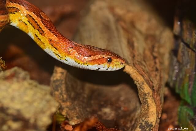 Ultimate Guide to Corn Snake Enclosures: Safety, Comfort, and Longevity