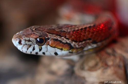 Feeding Corn Snakes: Expert Nutrition & Care Guide