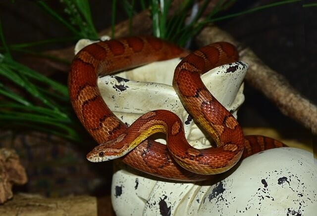 Feeding Corn Snakes: Expert Nutrition & Care Guide