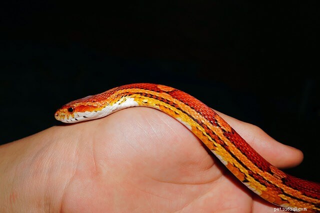 Feeding Corn Snakes: Expert Nutrition & Care Guide