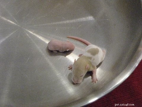 Feeding Corn Snakes: Expert Nutrition & Care Guide