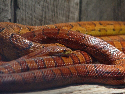 Feeding Corn Snakes: Expert Nutrition & Care Guide