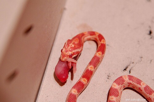 Feeding Corn Snakes: Expert Nutrition & Care Guide
