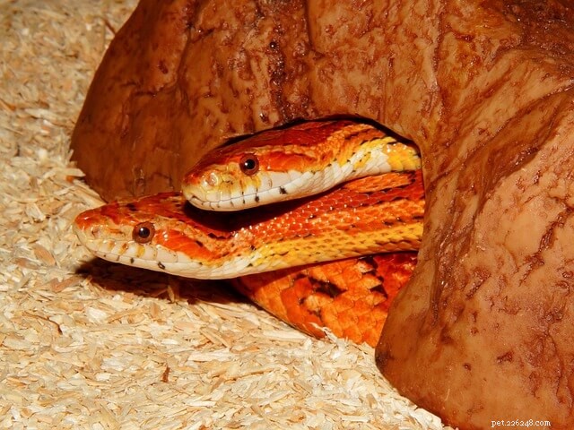 Feeding Corn Snakes: Expert Nutrition & Care Guide