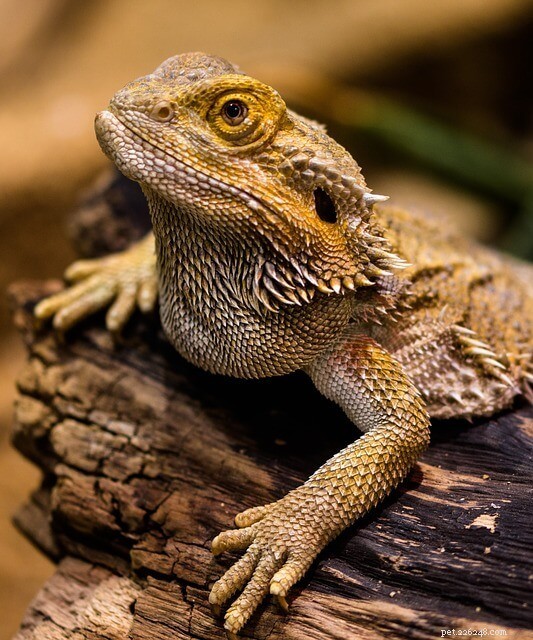 Top‑Rated Bearded Dragon Cages: Expert Guide to Choosing the Perfect Habitat