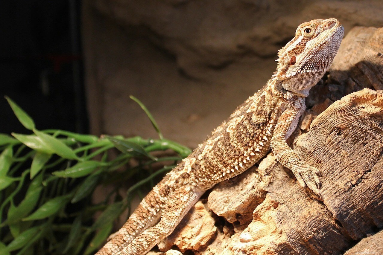 Top‑Rated Bearded Dragon Cages: Expert Guide to Choosing the Perfect Habitat