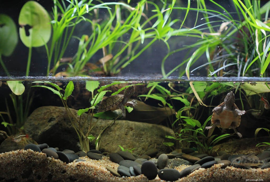 Complete Musk Turtle Care Guide: Housing, Lighting, and Health Tips