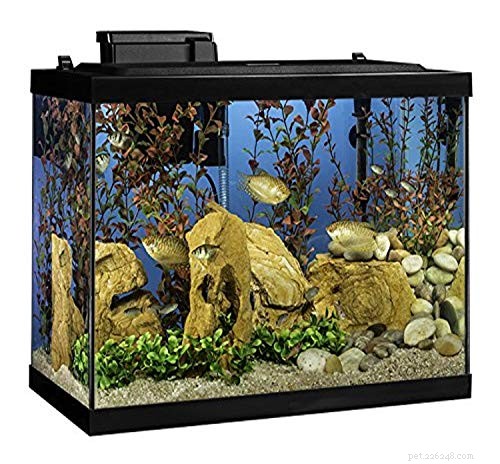 Complete Musk Turtle Care Guide: Housing, Lighting, and Health Tips