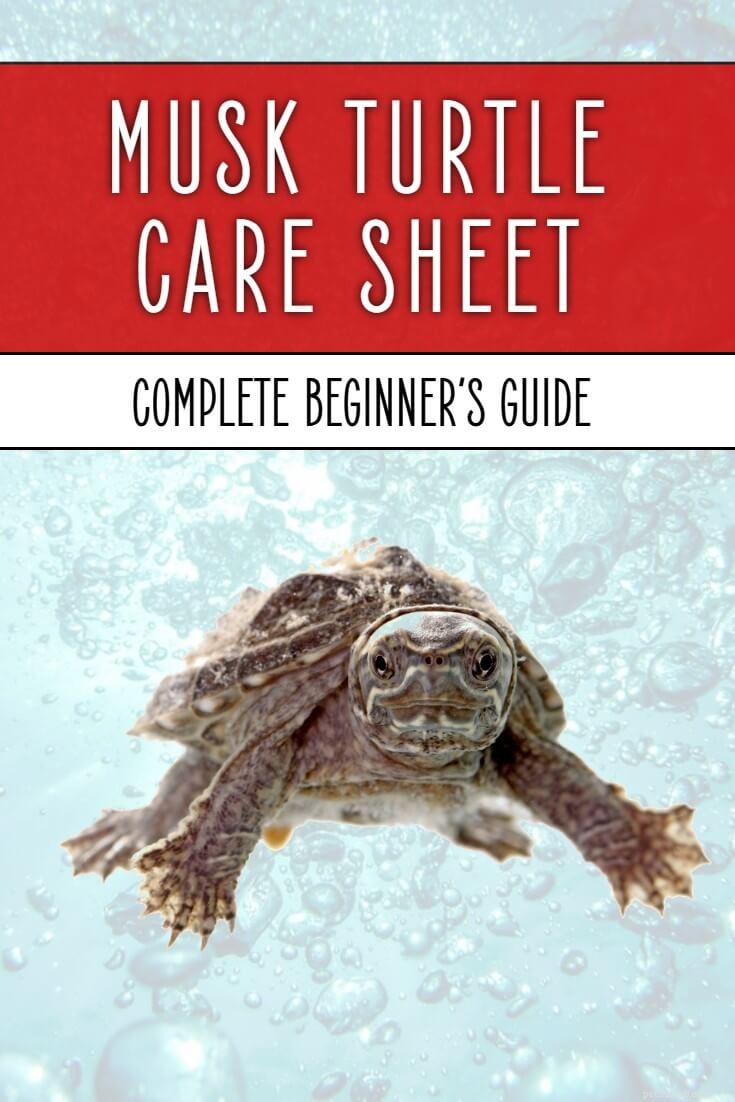 Complete Musk Turtle Care Guide: Housing, Lighting, and Health Tips