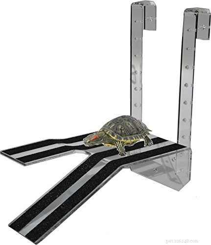 Complete Musk Turtle Care Guide: Housing, Lighting, and Health Tips