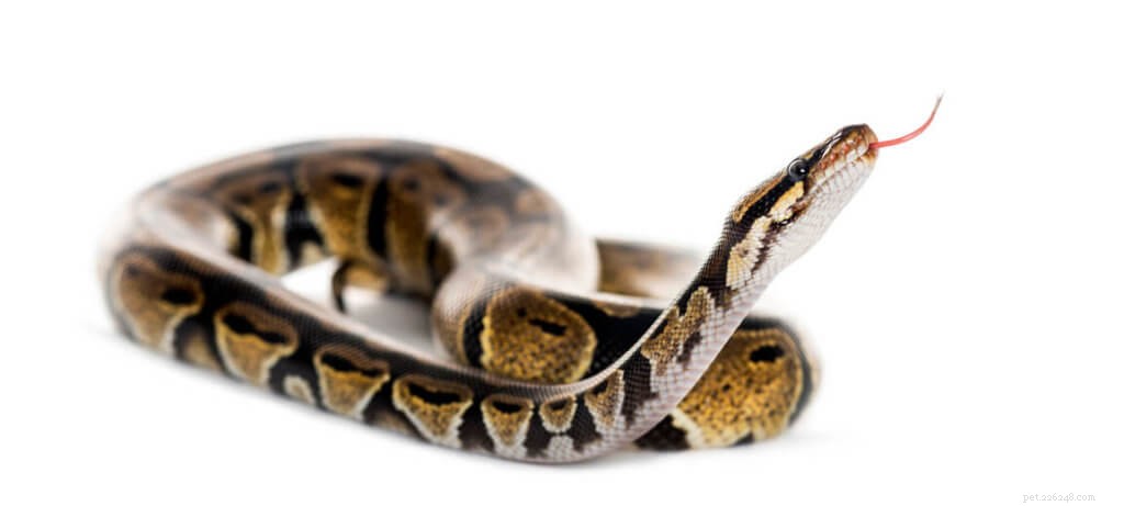 Top Ball Python Cages & Enclosures: Expert Guide to Types & Setup