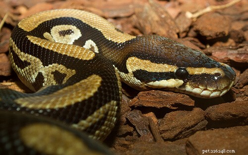 Choosing the Ideal Substrate and Bedding for Your Ball Python: A Trusted Guide