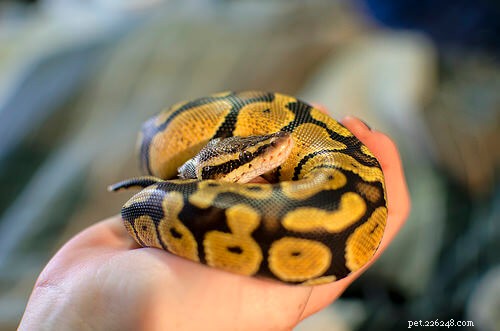 Choosing the Ideal Substrate and Bedding for Your Ball Python: A Trusted Guide