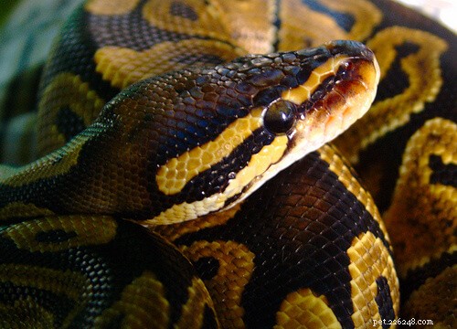 Choosing the Ideal Substrate and Bedding for Your Ball Python: A Trusted Guide