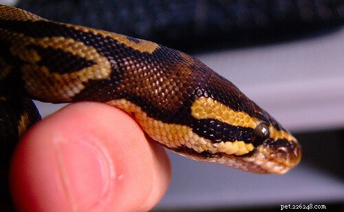 Choosing the Ideal Substrate and Bedding for Your Ball Python: A Trusted Guide