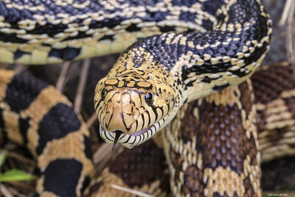 Comprehensive Bullsnake Care Guide