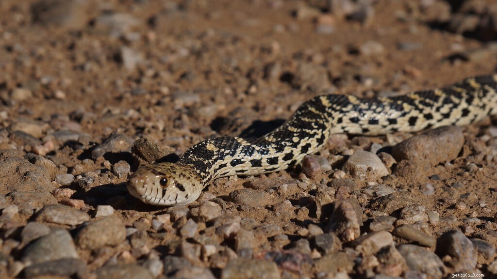 Comprehensive Bullsnake Care Guide