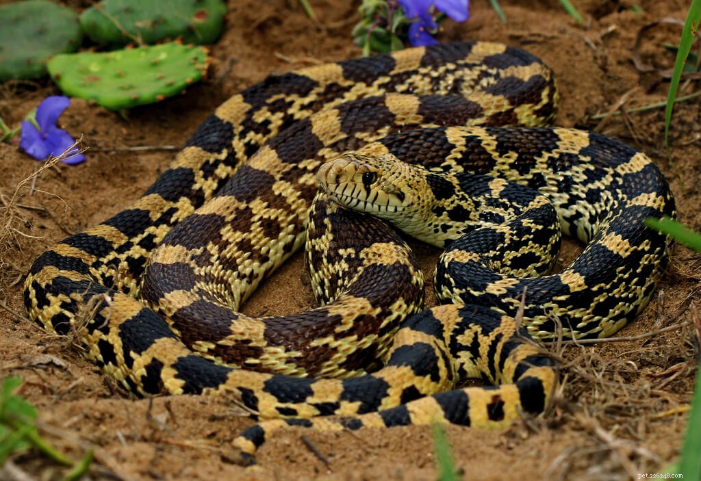 Comprehensive Bullsnake Care Guide