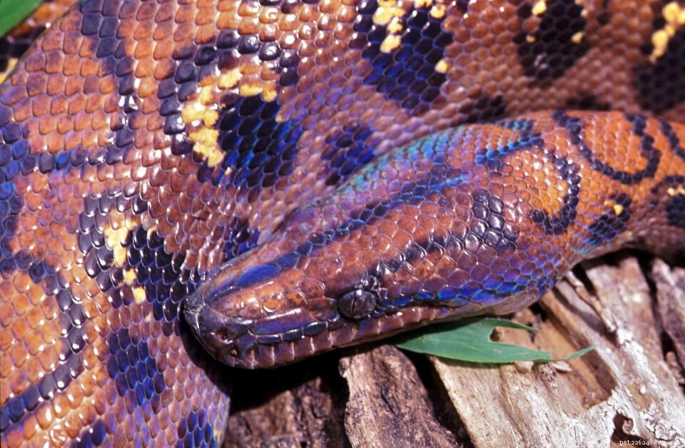 Comprehensive Rainbow Boa Care Guide