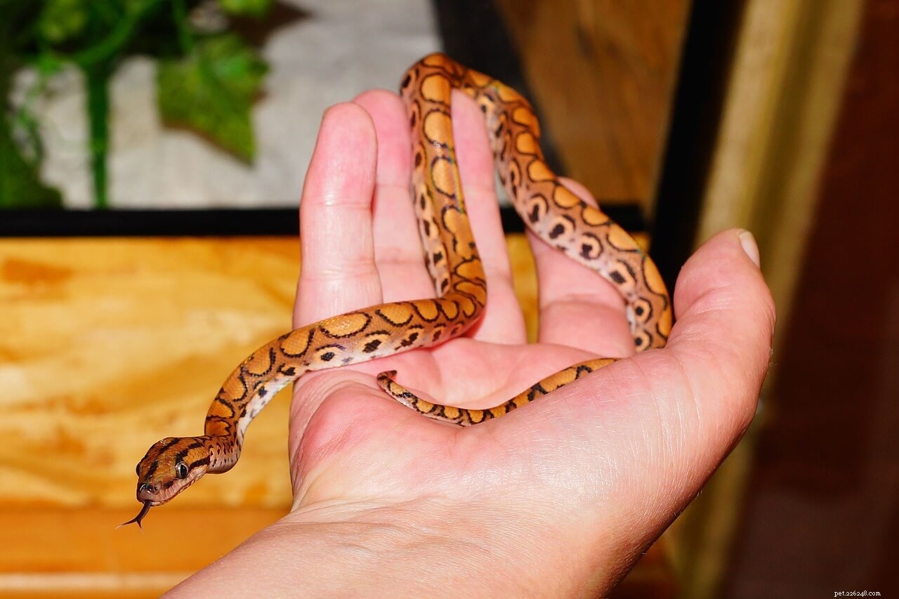 Comprehensive Rainbow Boa Care Guide