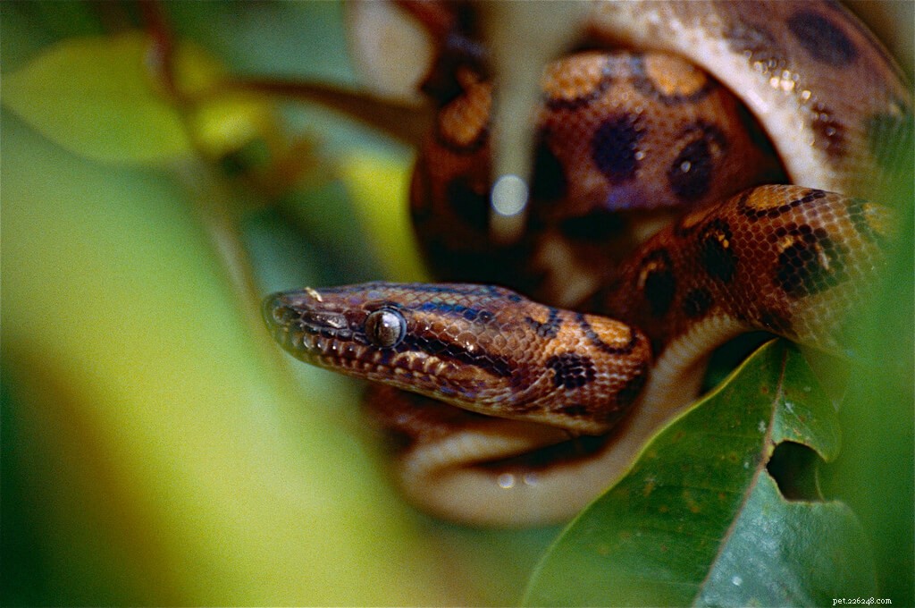 Comprehensive Rainbow Boa Care Guide