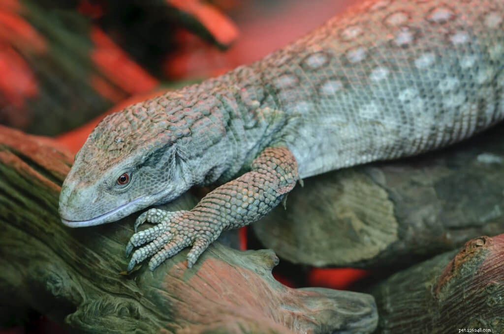 Bosc Monitor Care Guide: Everything You Need to Know About Varanus exanthematicus