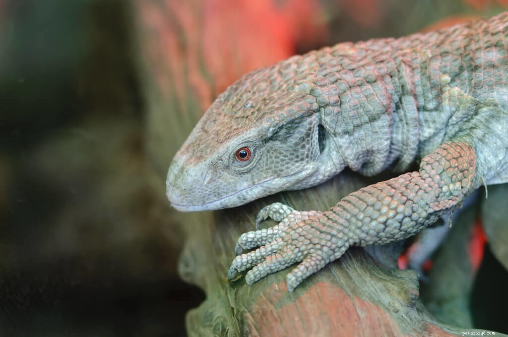 Bosc Monitor Care Guide: Everything You Need to Know About Varanus exanthematicus