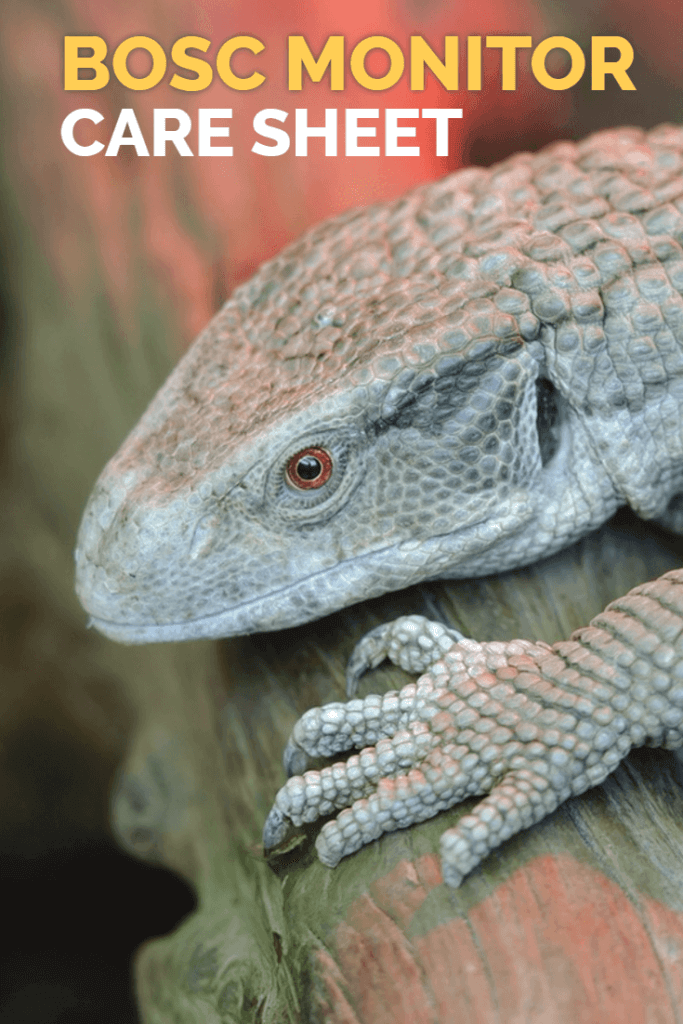 Bosc Monitor Care Guide: Everything You Need to Know About Varanus exanthematicus